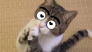 Làm thế nào để khiến con mèo của bạn ngưỡng mộ bạn
