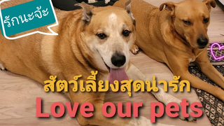 สัตว์เลี้ยงสุดน่ารัก #สุนัขชิสุ  #petslover #doglover #น้องหมาแสนรู้ #สัตว์เลี้ยงน่ารัก #สุนัขแสนรู้