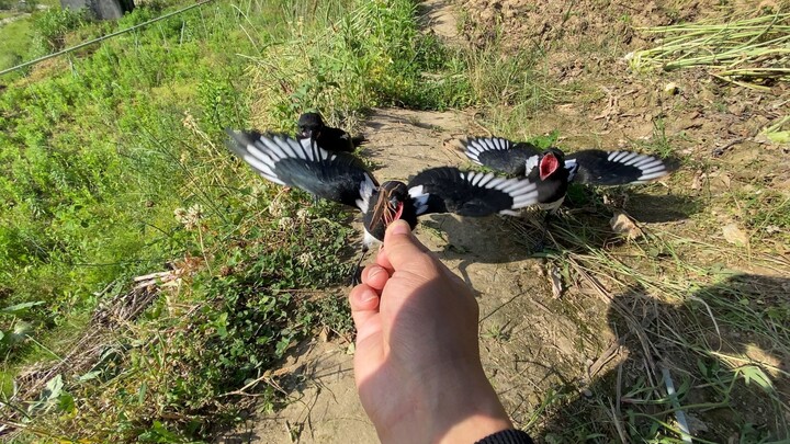 Documenting the growth process of three magpies over a month—so adorable!
