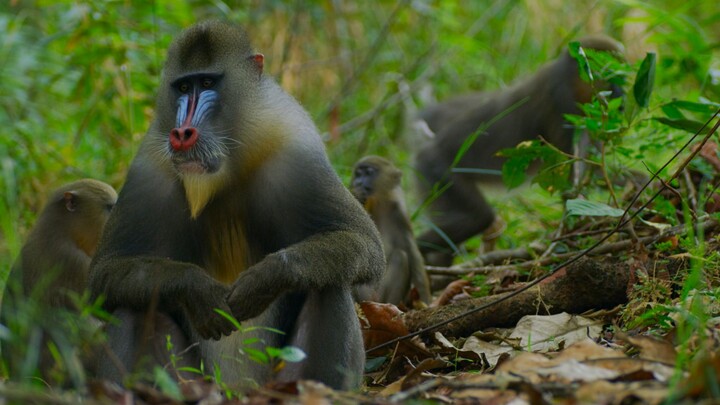 How important is a soulful butt to a mandrill!