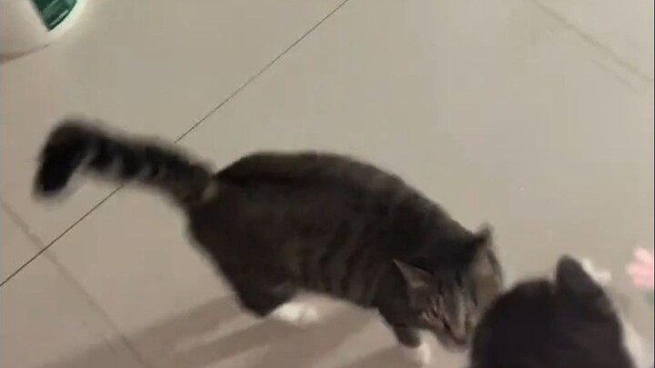 Cat: Can't throw it away, can't throw it away! I'm back!