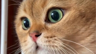 เกิดอะไรขึ้นก่อนที่ปากจะสาปแมว? นี่คือที่มาของคำพูดของป๋อไจ๋!