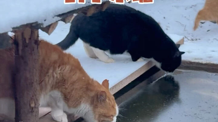 In the cold winter, bring a touch of spring to your feline friends.