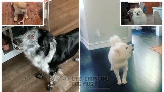 A Cruel Angel's Thesis but Dogs Sung It (Doggos and Gabe)