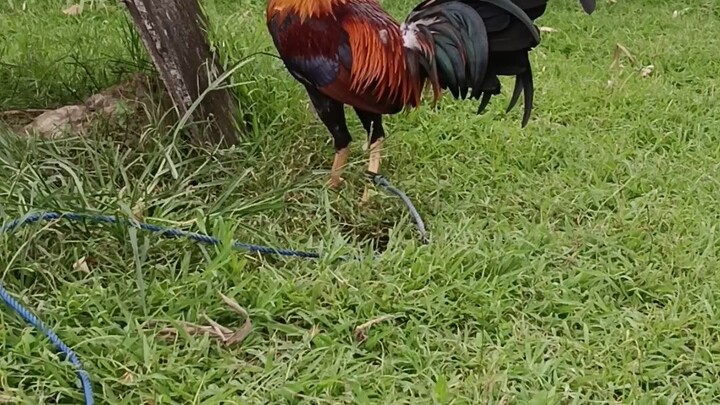 WG&SONS Yellow Legged Hatch