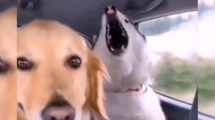 Golden Retriever: From now on, if I hail a ride-sharing car again, I’m just a dog.