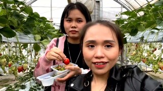 Vợ Đi Ăn Dâu Tại Vườn | Út Đạt | # 359