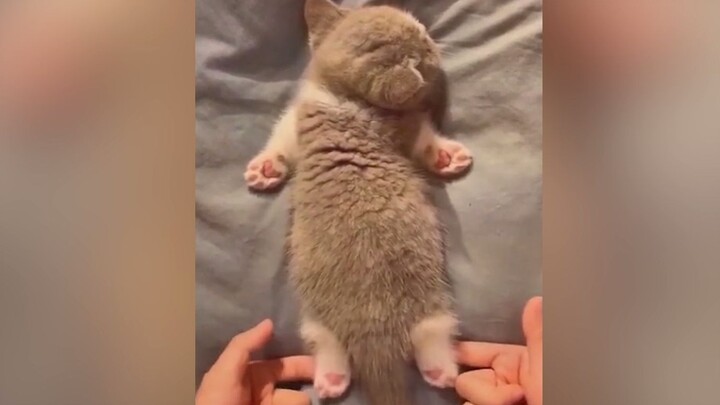 Anak kucing kecil~ nempel, nempel!!
