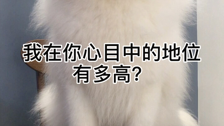 Khi thú cưng của bạn coi thường bạn, chúng sẽ phản ứng thế nào nhỉ?