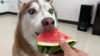 Although they both eat watermelon, a Border Collie is a Border Collie and a dog is a dog!