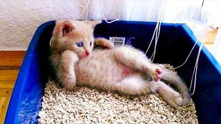 Funny Baby Cats - Lovely Super Cute and Funny Kittens In The World - cute cats