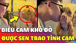 Biểu cảm 'CỰC KÌ KHÓ ĐỠ' của chú Chó khi bị con Sen THỂ HIỆN TÌNH CẢM một cách bất thường 😂 Gâu Đần