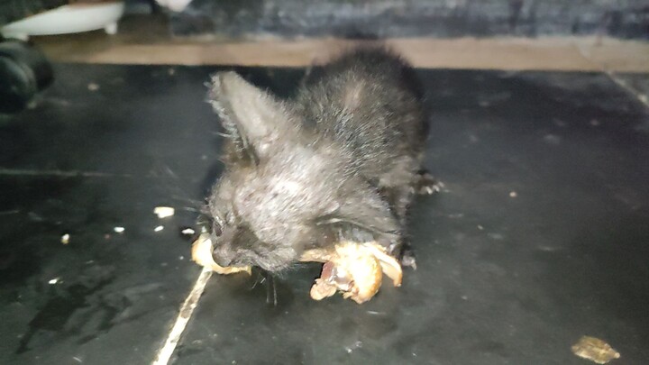 Feeding a Cute little kitten