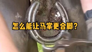 钉马掌，怎样能让马掌更合脚？  #科普 #解压 #修马蹄子 #神奇动物 #冷知识