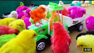 LOVELY-Hen-Baby-Chicks-Vs-TRACTOR-TROLLE