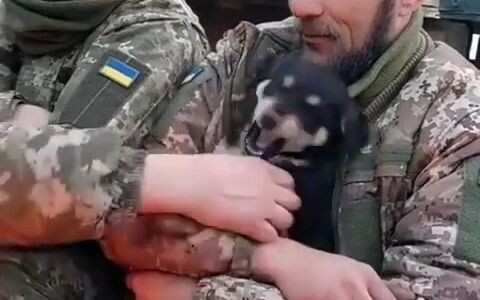 Ukrainian soldiers play with a puppy