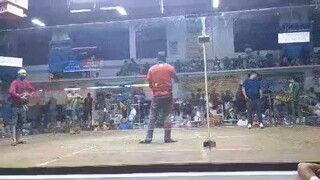 TIGER HENNY DEVIL HATCH 1TIME WINNER VS SWEATER KELSO . PASAY COCKPIT ARENA DOUBLE CHAMPION 🏆 2HITS
