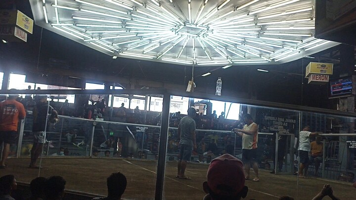 1 Cock Ulutan Fastest Kill @ Muntinlupa Coliseum - Gorby Spangle wins!
