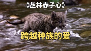 高分冒险片：小狗意外流落荒岛，竟给小狮子当起妈妈