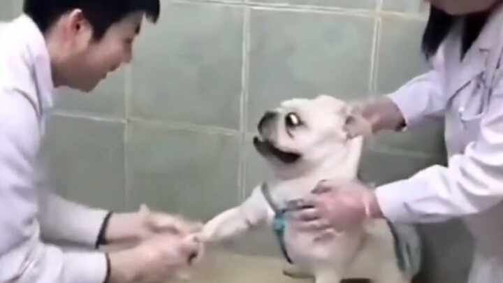 Pet Animals Funny Reaction Before Taking Injections