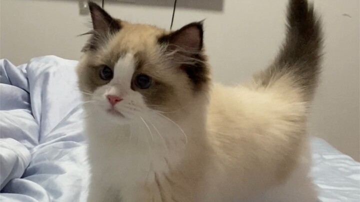 Cara secara otomatis memotret kucing-kucing lucu