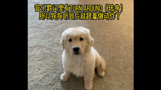 狗子：我那么乖  你们笑什么？