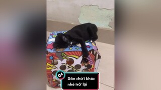 Dân chơi khóc nhè nay khoẻ rồi nhen mèo meow Nguyenhoanghaidang mayconmeo meocute lovepet cat catsoftiktok catvideo