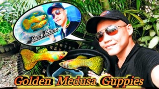 Newly Bought: GOLDEN MEDUSA GUPPIES