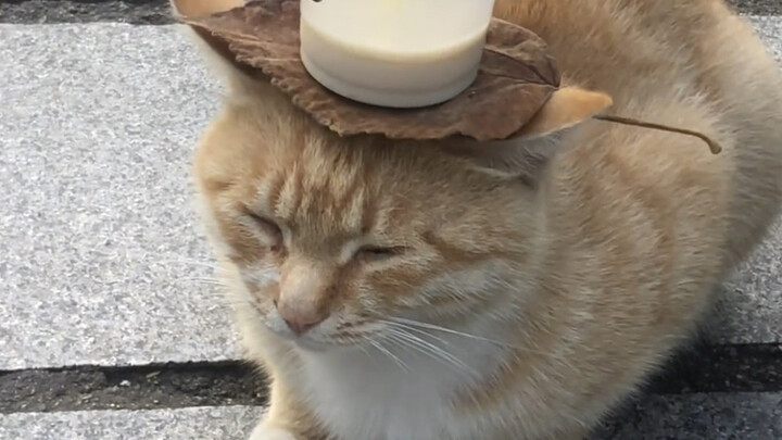 พี่แมวประจำโรงเรียนอารมณ์นิ่งสุดๆ เลย!