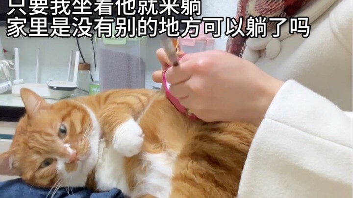 แมวส้มทุกตัวขี้อ้อนขนาดนี้เลยเหรอ!!