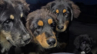 Dahuang has a special fondness for the dish "Palace Jade Liquor."