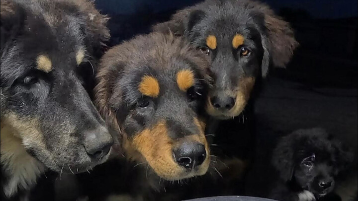 دا هوانغ مغرم بشكل خاص بطبق "السائل اليشم الملكي".