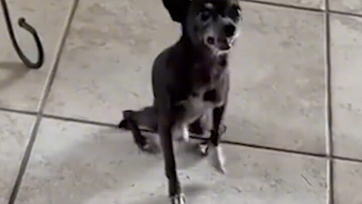 Kalau tidak tahu, saya bertanya saja: apakah ini alergi bulu anjing?