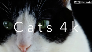 Cats 4k (Ultra HD)⎜Part 4⎜Relaxing Music⎜Earth from Above⎜Sweet Kittens Siam Cats Black Cats 4k