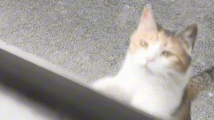 It takes two tries to get comfortable—turning a shy kitten into a best friend!