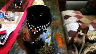 Escape from bail daddy, add cat mommy, what happened to my face? Can you give me an explanation?