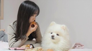 Cute Dog Wanting to Have Eggs But Was Embarrassed to Ask for Them