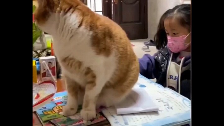Kucing-kucing yang menggemaskan itu
