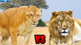 Liger vs Tigon | SPORE