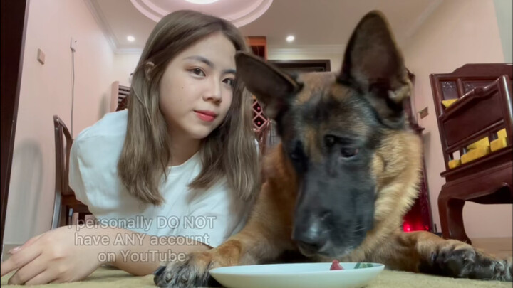 Hewan|Video Lucu Anjing Gembala Jerman