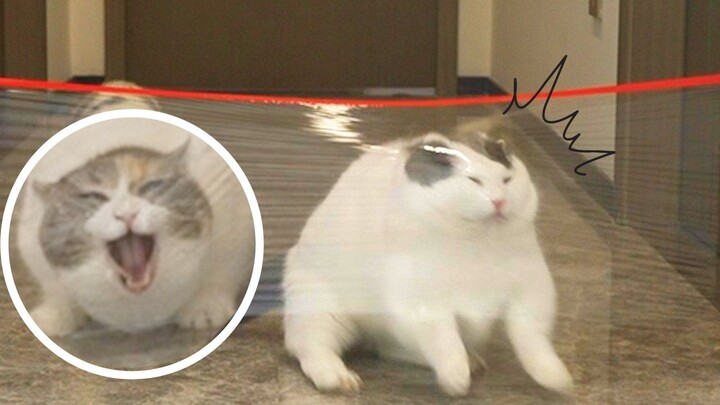 Cuộc thi nhảy cao của mèo ở đâu vậy? Mỗi cuộc thi đều buồn cười hơn cuộc thi kia.