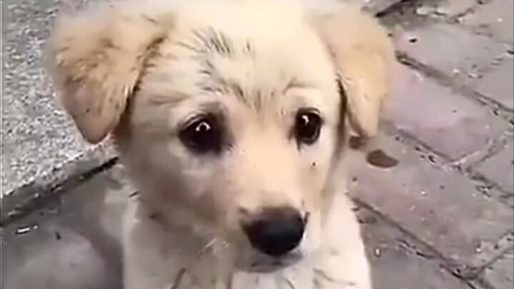 Chú chó hoang nhỏ vừa cố gắng lấy lòng con người, lại vừa e dè không dám lại gần, trông thật đáng th