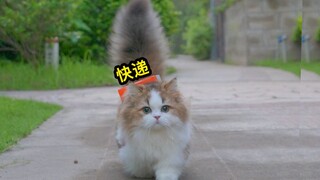 懂事的小猫，已经会自己背快递了