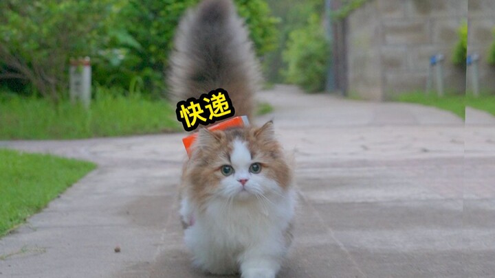 The sensible little cat already knows how to carry its own packages!