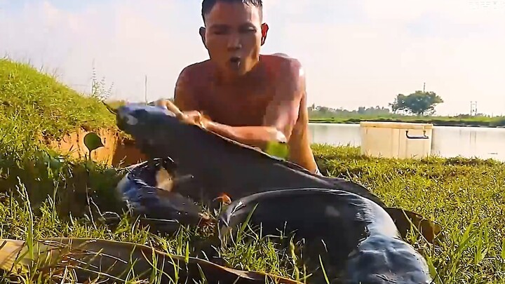 Saya sungguh percaya pada orang yang mengambil foto sedang menangkap ikan lele di alam liar.