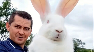 Kelinci Belgia, kelinci yang sangat besar, tidak muat dimasak dalam satu panci