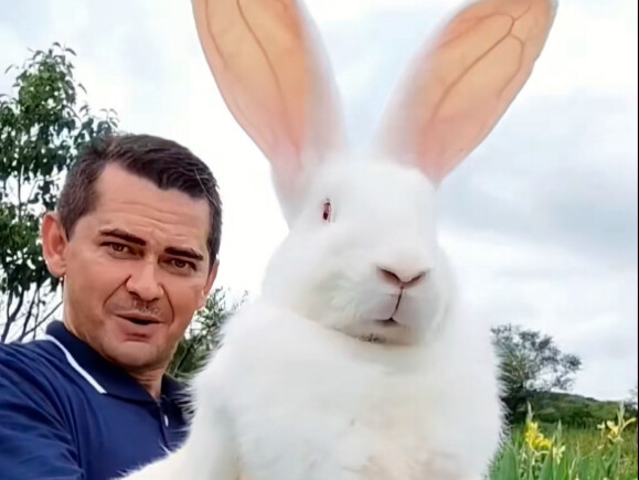 กระต่ายเบลเยียม กระต่ายตัวใหญ่จนต้มในหม้อไม่ได้