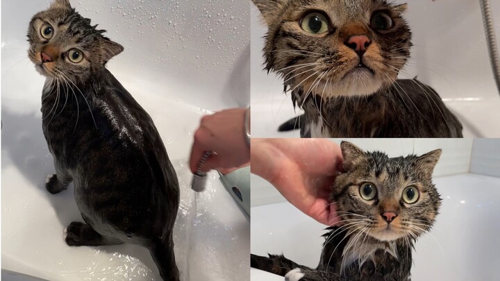 The ultimate wet-and-wild seduction of a little kitten is finally revealed!!!!