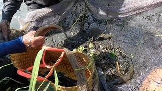 Lưới cá lùm rau muống trên kênh. Cá lóc thấy ham. Cá trê kho tóp mở - Bin Đen Miền Tây # 141