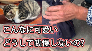 Passers-by give me a cat for free 